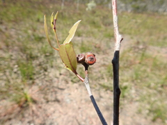 Eucalyptus latisinensis