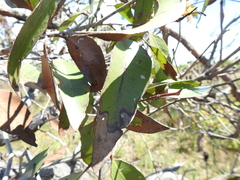 Eucalyptus latisinensis
