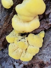 Laetiporus sulphureus