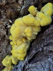 Laetiporus sulphureus