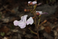 Stylidium affine