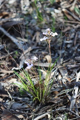 Stylidium affine