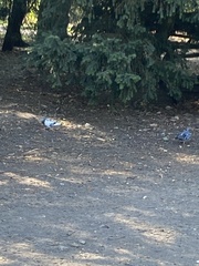 Columba livia domestica