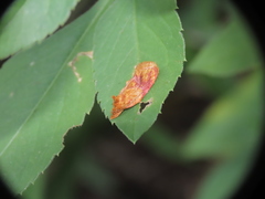 Aeolanthes erythrantis
