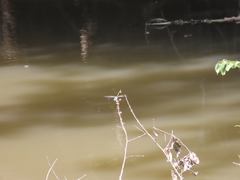 Sinictinogomphus clavatus