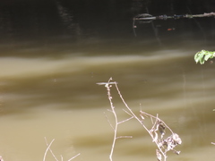 Sinictinogomphus clavatus