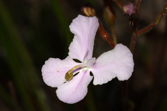 Stylidium affine