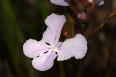 Stylidium affine