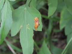 Aeolanthes erythrantis