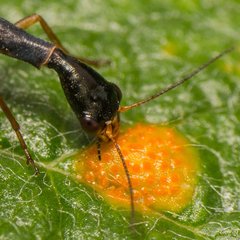Xanthostigma xanthostigma