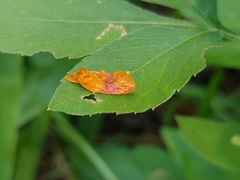 Aeolanthes erythrantis