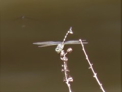 Sinictinogomphus clavatus