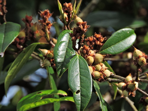 Sycopsis sinensis (Sycopsis sinensis)