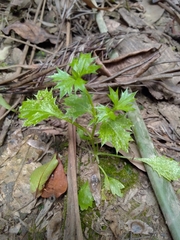 Eryngium expansum