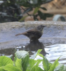 Sericornis frontalis