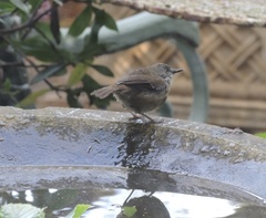 Sericornis frontalis