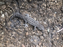 Pachydactylus maculatus