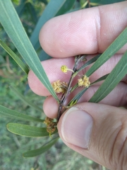 Acacia stricta
