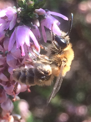 Andrena fuscipes