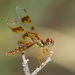 Eastern Amberwing - Photo (c) Greg Lasley, some rights reserved (CC BY-NC), uploaded by Greg Lasley
