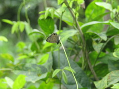 Prosotas nora ardates