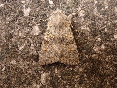 Polymixis xanthomista