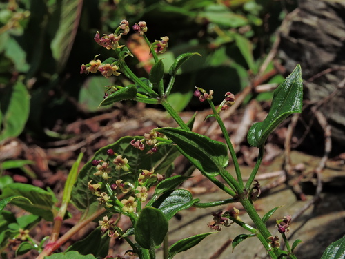 Image of Rubia argyi by (c) Jacy Chen, some rights reserved (CC BY)
