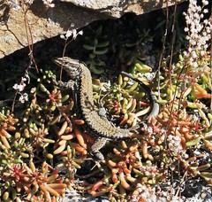Podarcis muralis