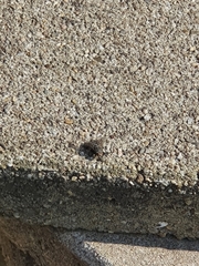 Diptera
