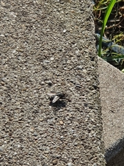 Diptera