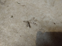 Dendroleon obsoletus