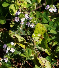 Euphrasia maximowiczii