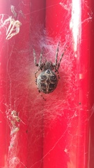 Larinioides sclopetarius