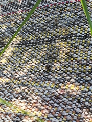 Araneae