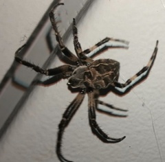 Larinioides sclopetarius