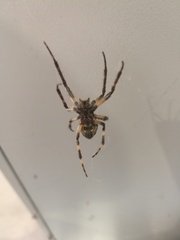 Larinioides sclopetarius