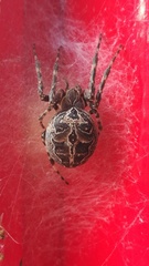 Larinioides sclopetarius