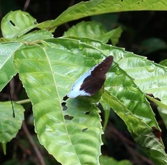 Tanaecia iapis puseda