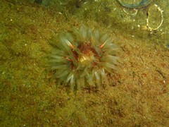Urticina felina