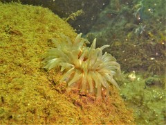 Urticina felina