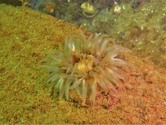 Urticina felina