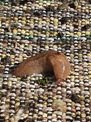 Gastropoda