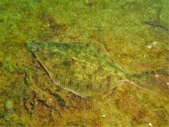 Limanda limanda