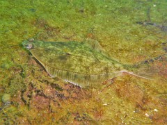 Limanda limanda