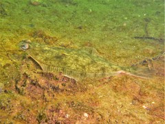 Limanda limanda
