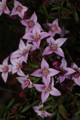 Boronia scabra