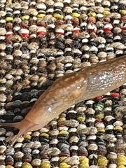 Gastropoda