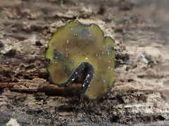 Chlorencoelia versiformis