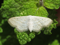 Idaea elongaria