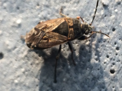 Trapezonotus arenarius